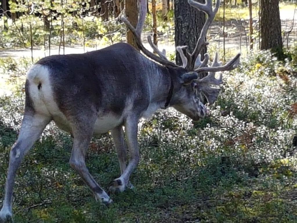 Pyhaen Kortepuolukka Pyhätunturi Buitenkant foto